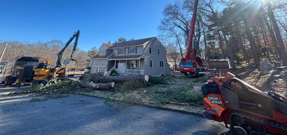 Tree Removal in Burlington, MA