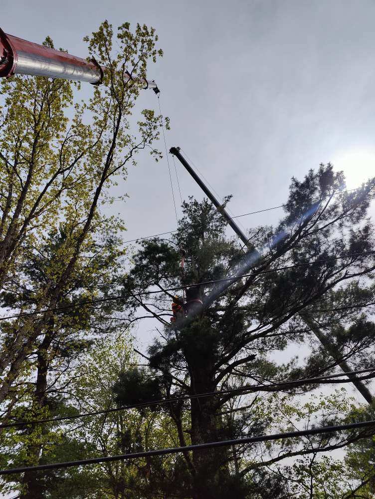 Tree Removal Service in Dracut, MA
