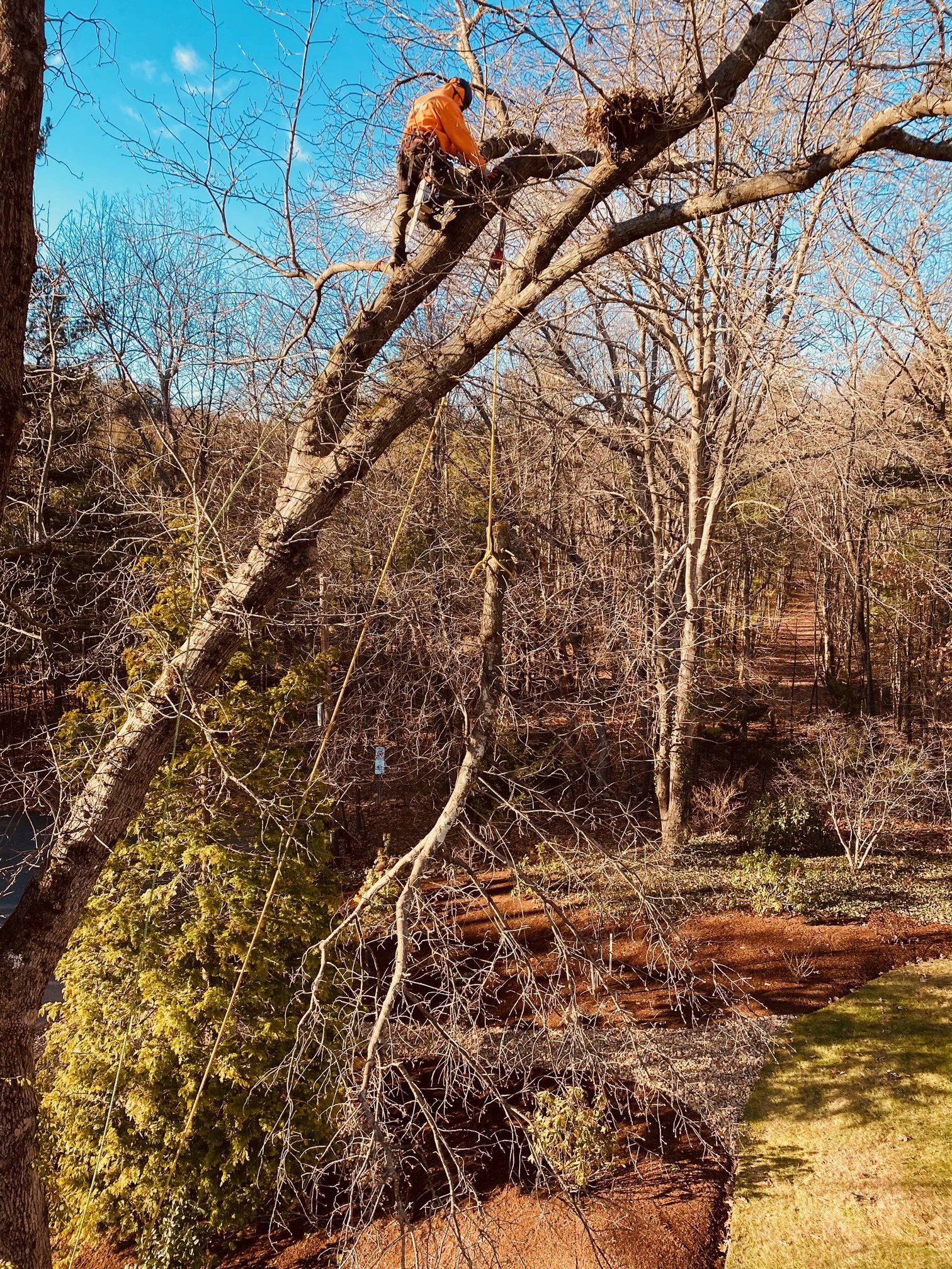 Tree Removal and Bucket Work in Chelmsford, MA.