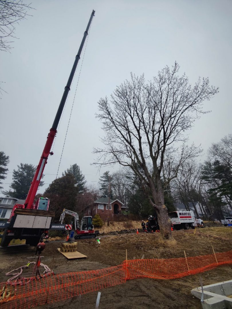 Tree removal in Lexington, MA.
