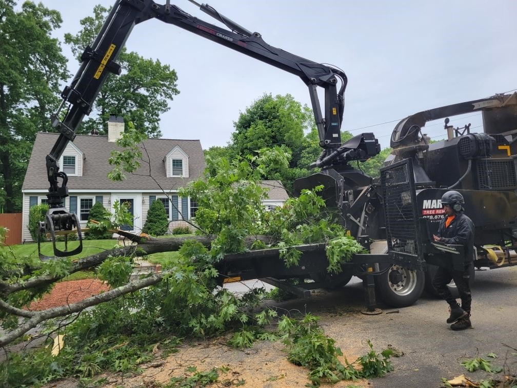 Tree Removal and Tree Service in Tewksbury, MA