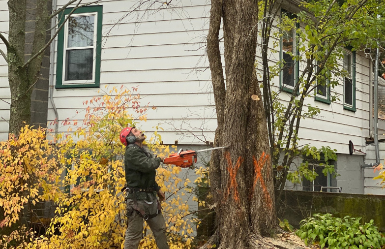 Tree Removal / Tree Service  in Woburn, MA