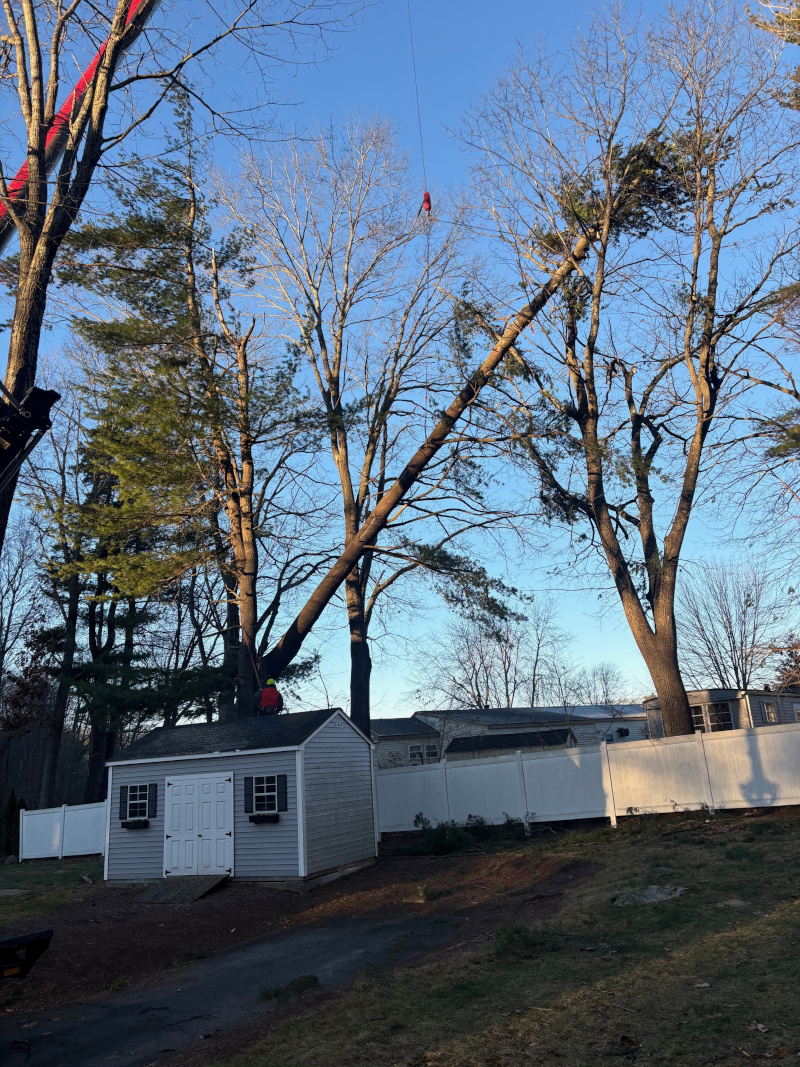 
Emergency Tree Service and Storm Damage in Chelmsford, MA.

Martel Crane Service & Tree Removal responded to this emergency call after our recent high winds storm. We were able to use the reach of the crane to support and remove the tree before it hit the house.

Safety first—preventing further damage! If you have storm-damaged trees, call us 24/7 at (978) 876-3440 for fast, professional help.

#TreeRemoval #StormDamage #ChelmsfordMA #CraneService #MartelCraneAndTree