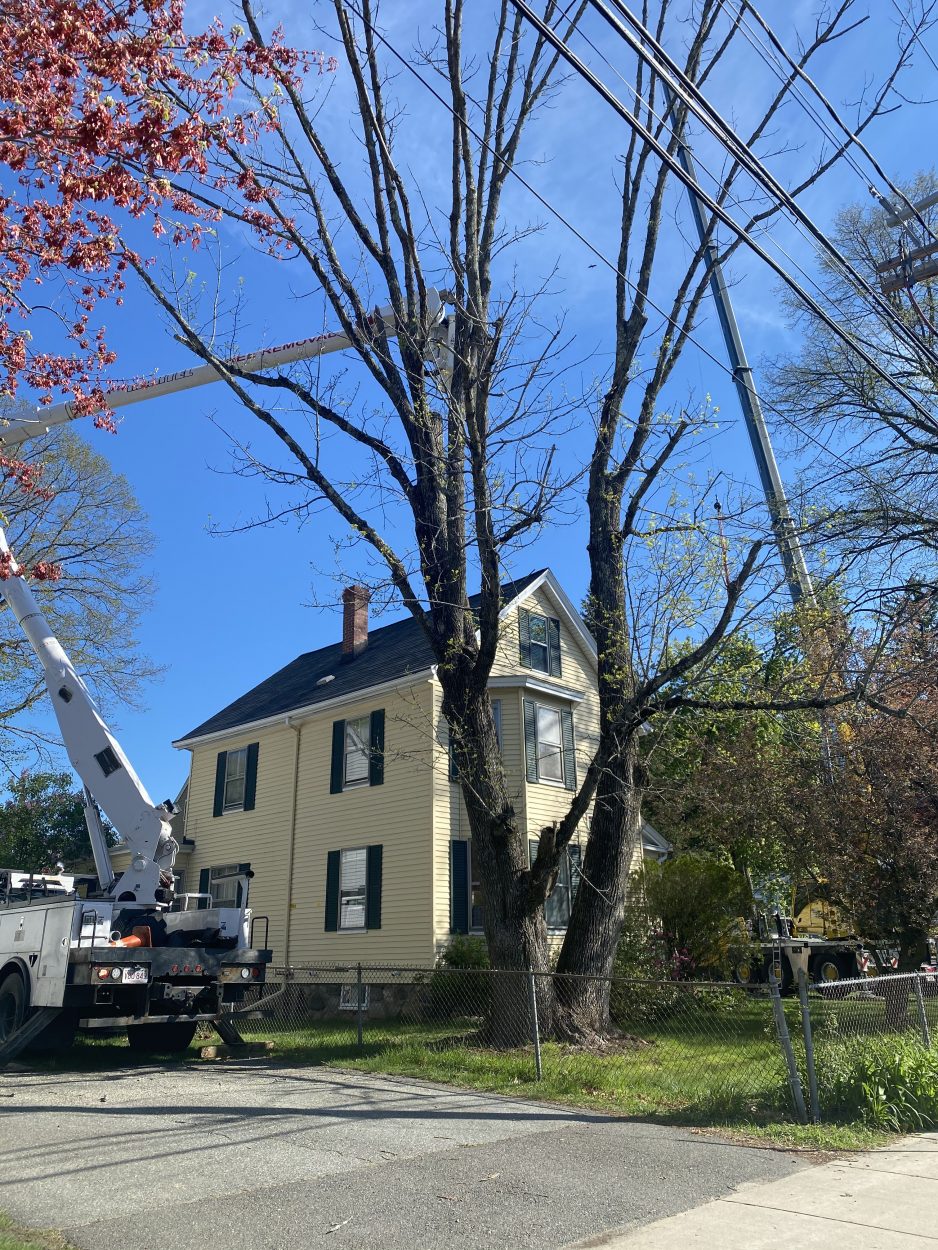 Tree Removal and Crane Service in Bedford, MA.
