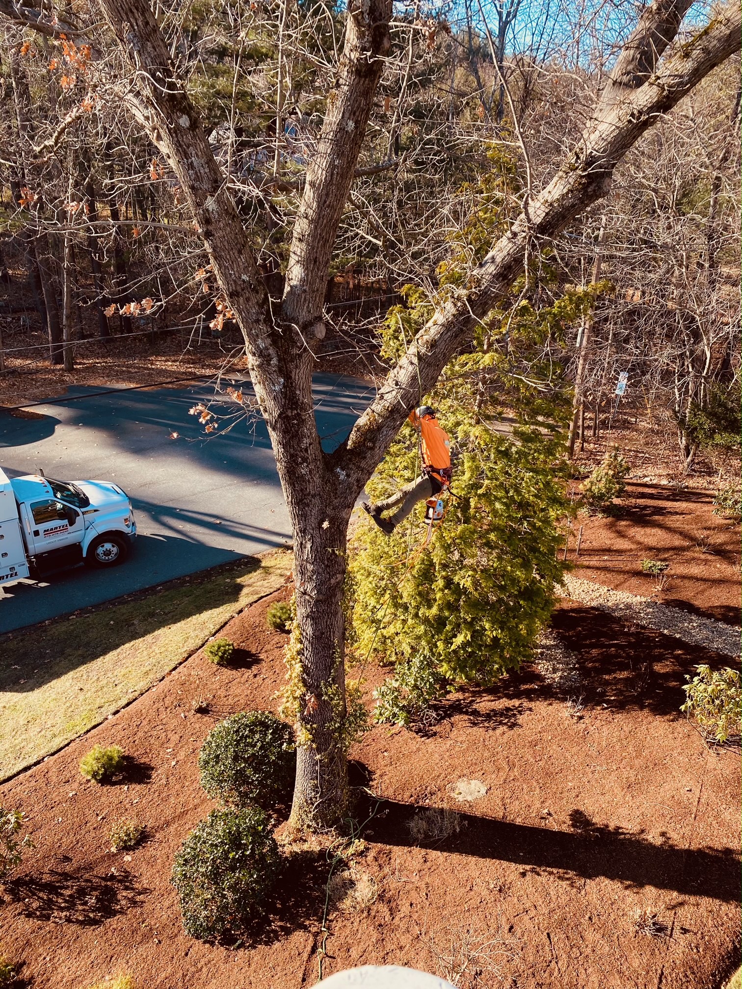 Tree Removal and Bucket Work in Chelmsford, MA.