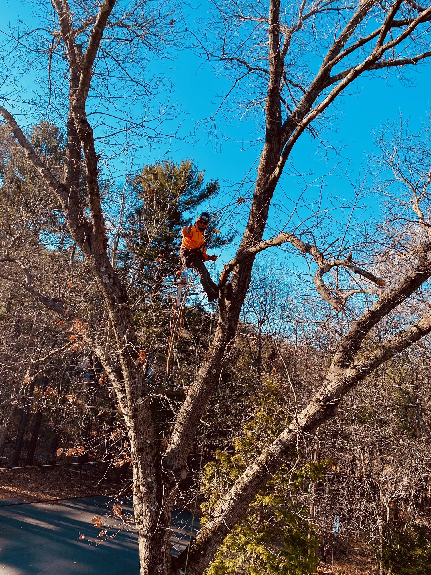 Tree Removal and Bucket Work in Chelmsford, MA.