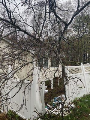 Storm Damage Tree Removal and Tree Service in Burlington, MA.
