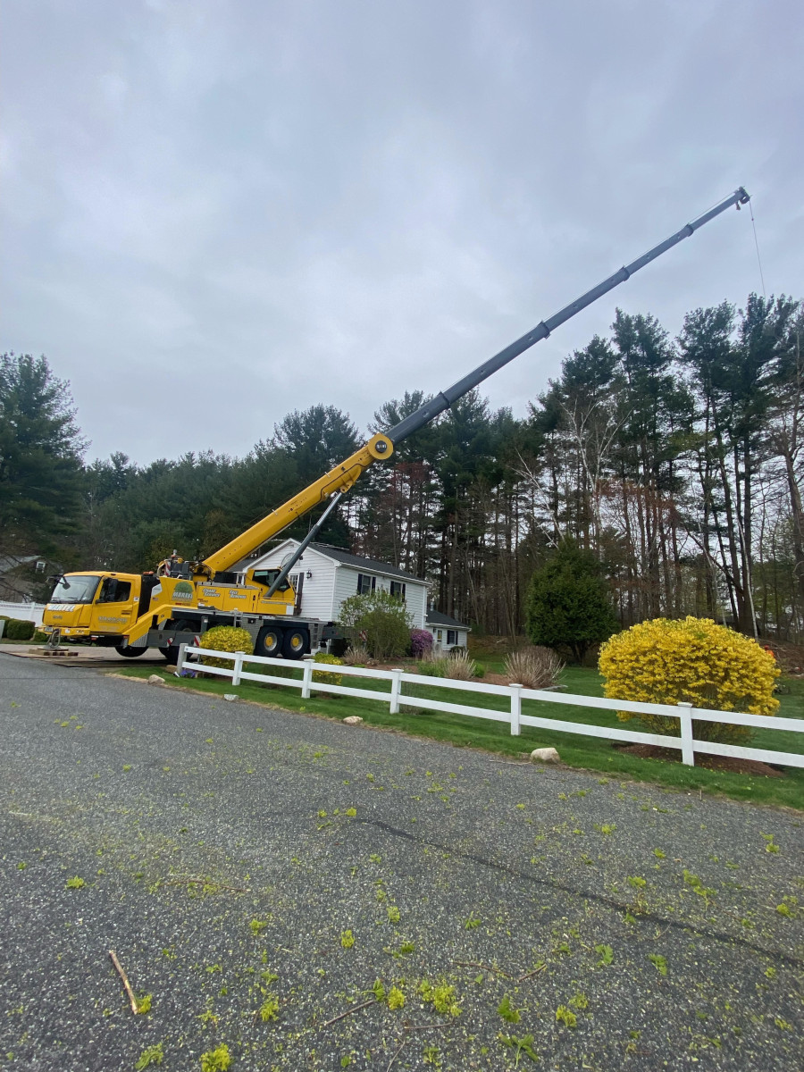 Tree Service and Removal in Billerica, MA