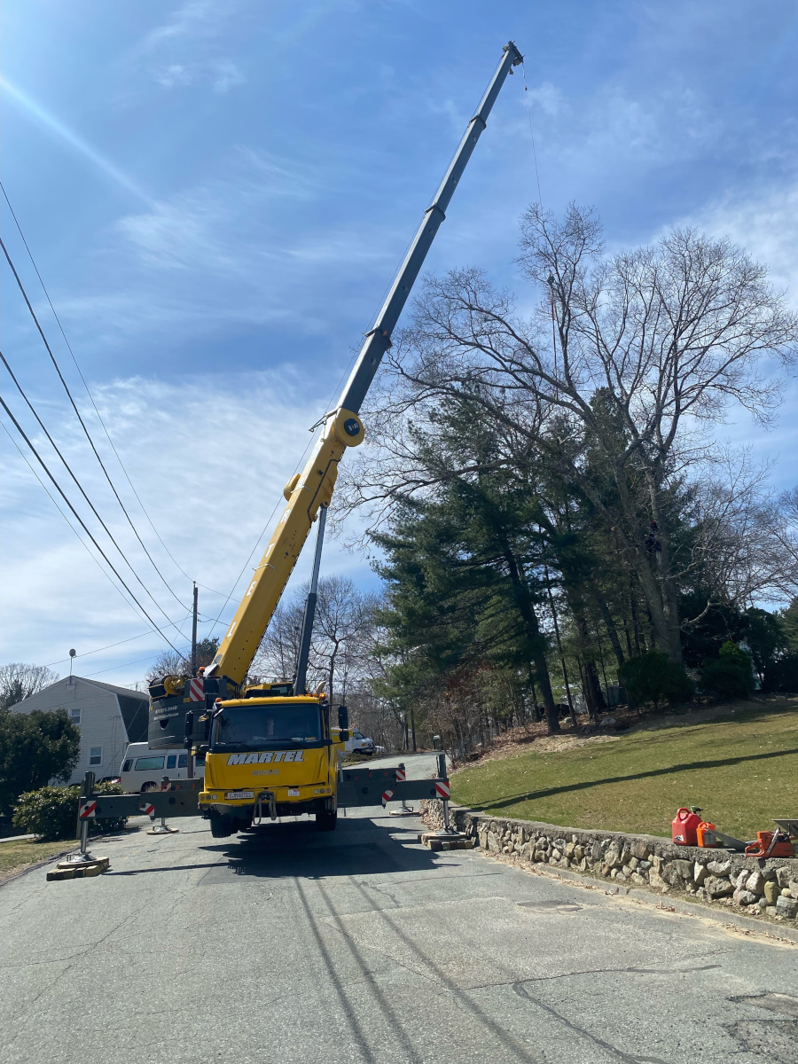 The professionals from Martel Tree Service safely removed large hardwoods from a residence in Billerica, MA.