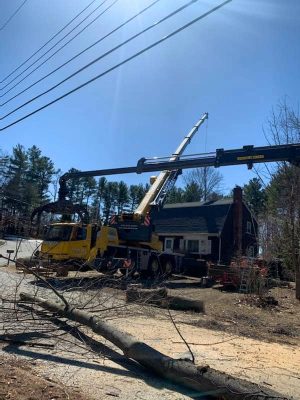 Tree removal in Burlington MA