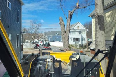 Residential Tree Removal in Billerica, MA