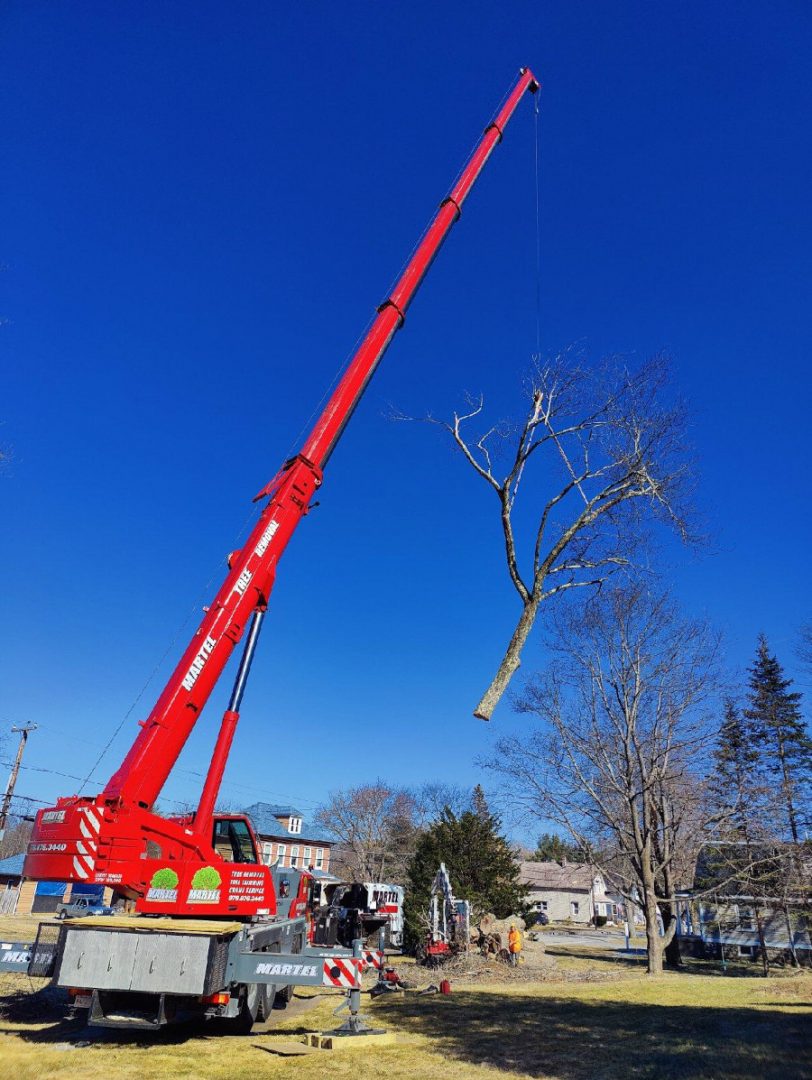 Tree Removal Service in Chelmsford, MA.