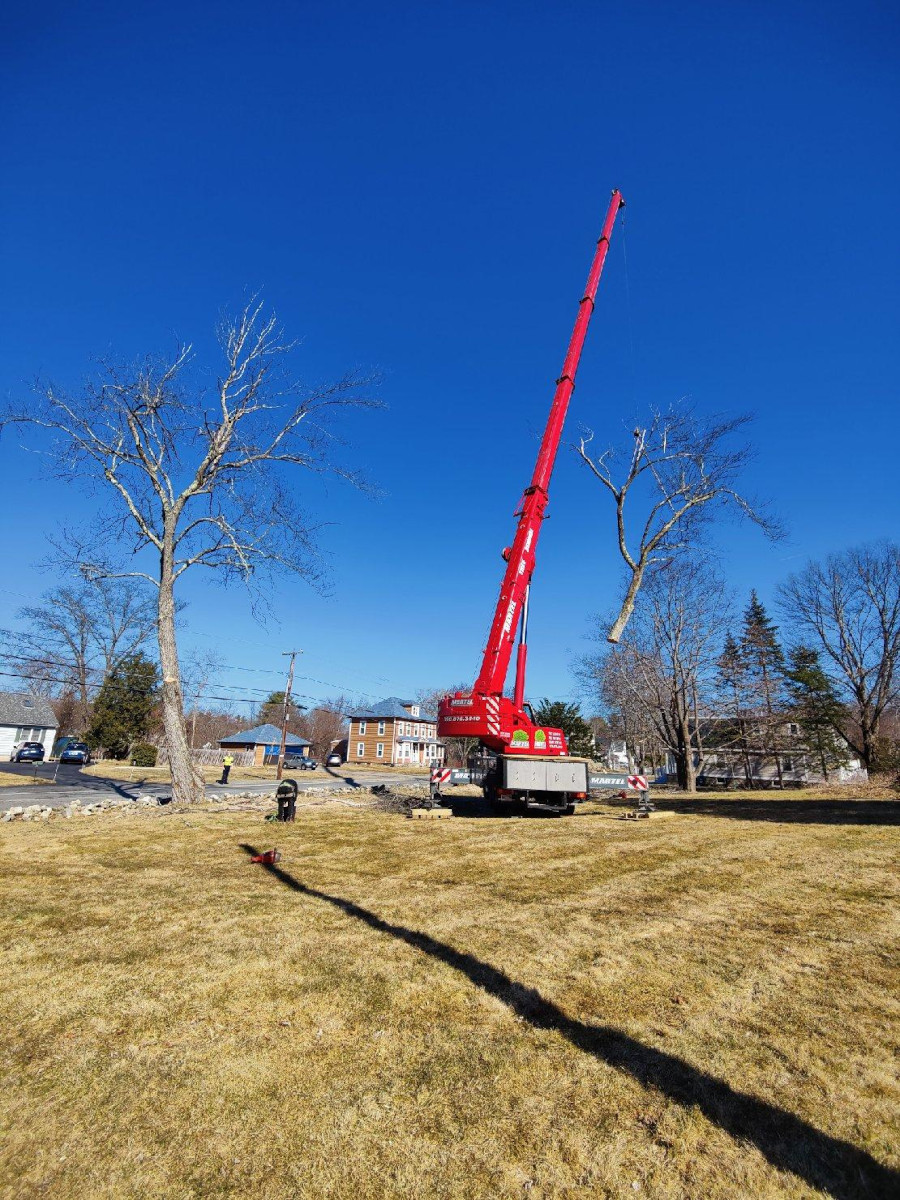 Tree Removal Service in Chelmsford, MA.