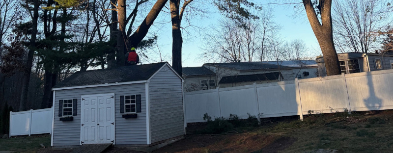 Emergency Tree Service and Storm Damage in Chelmsford, MA.