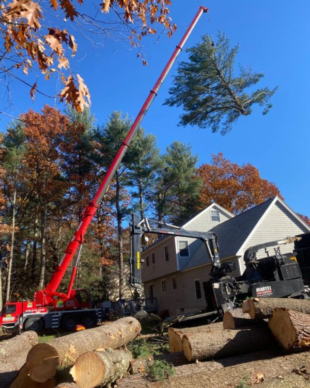 Tree removal in Tyngsboro, MA