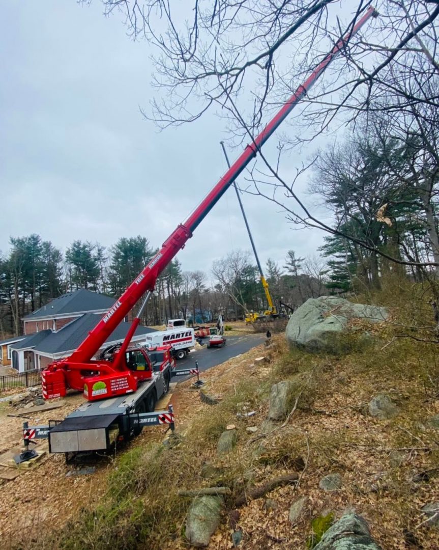 Removing 40 trees in Lynnfield, MA