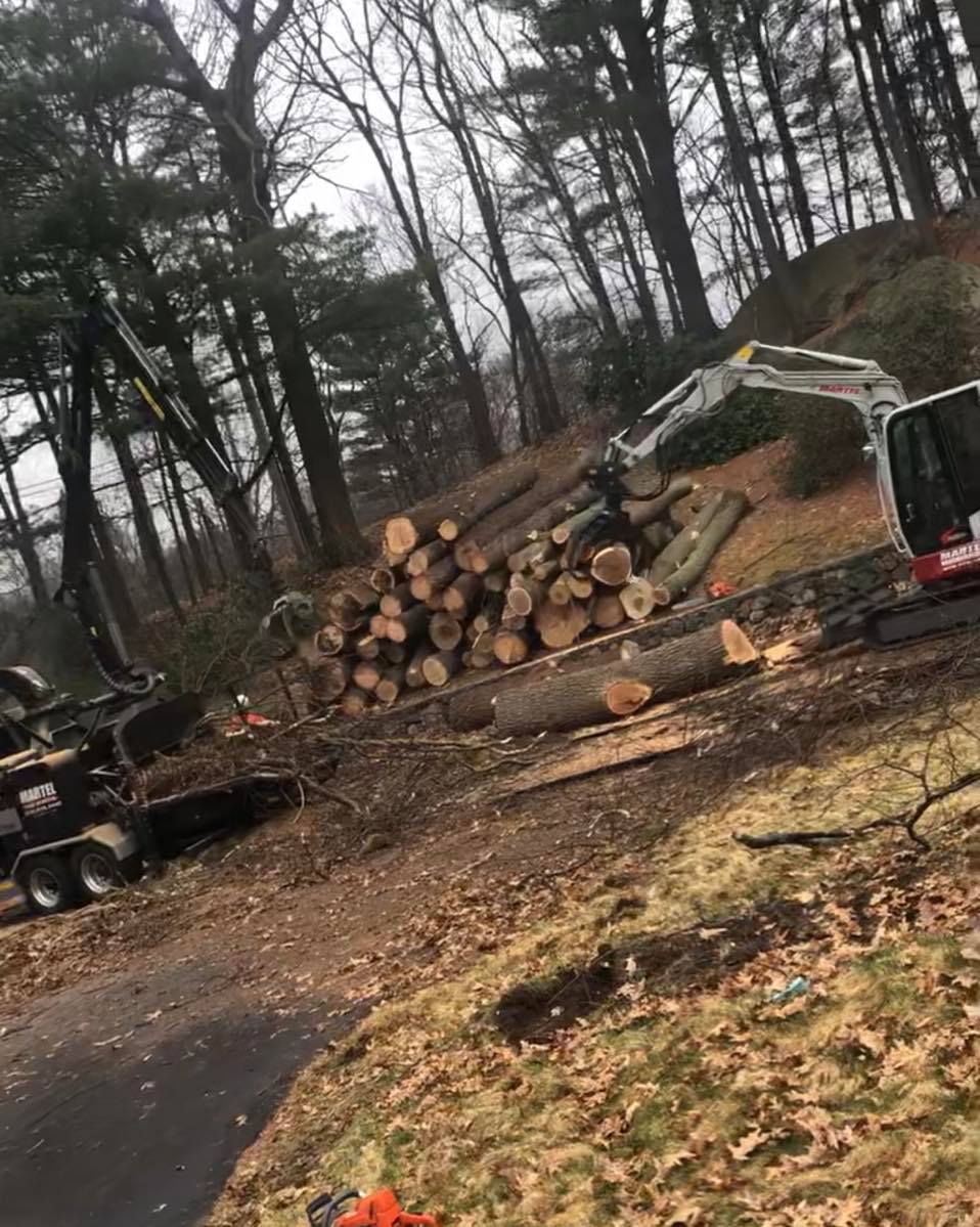 Removing 40 trees in Lynnfield, MA by Martel