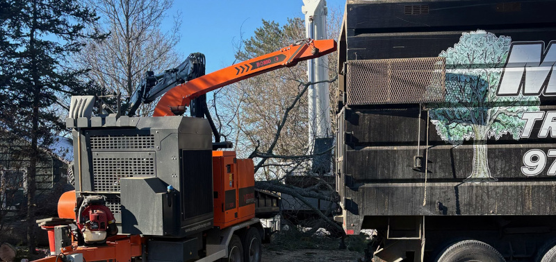 Tree Removal Service in Chelmsford, MA