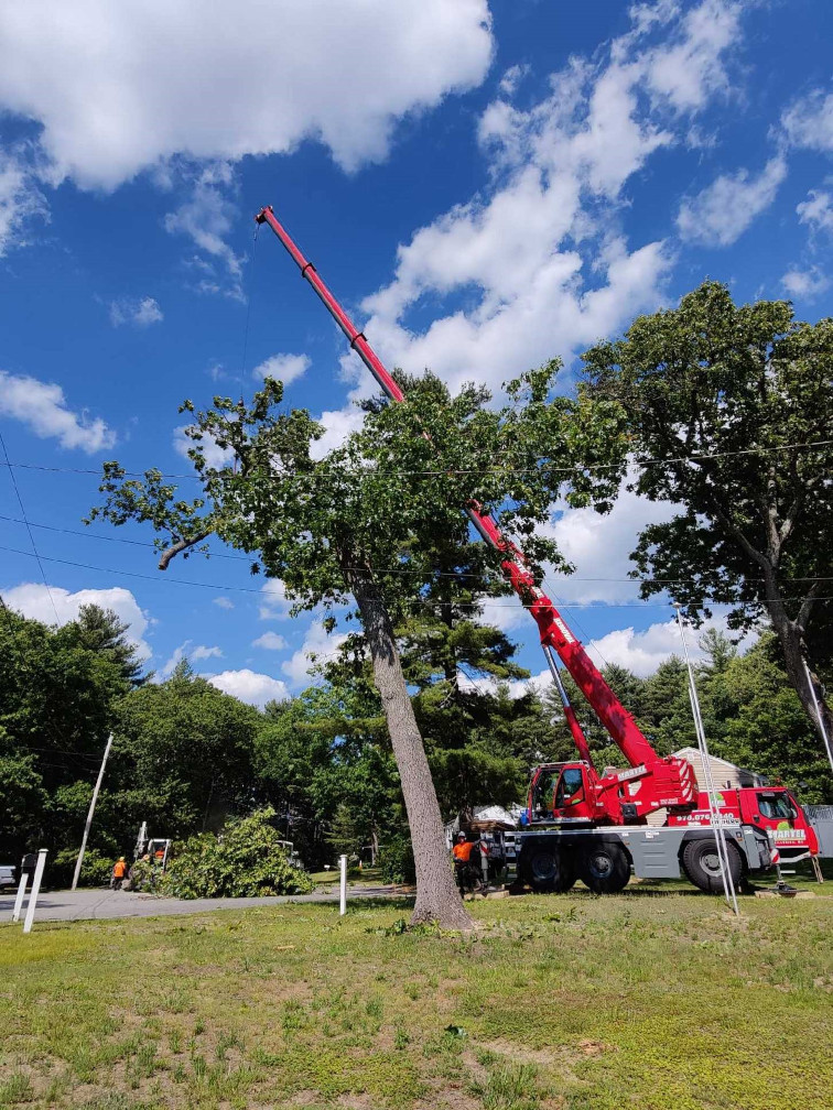 Tree Removal and Tree Service in Tewksbury, MA