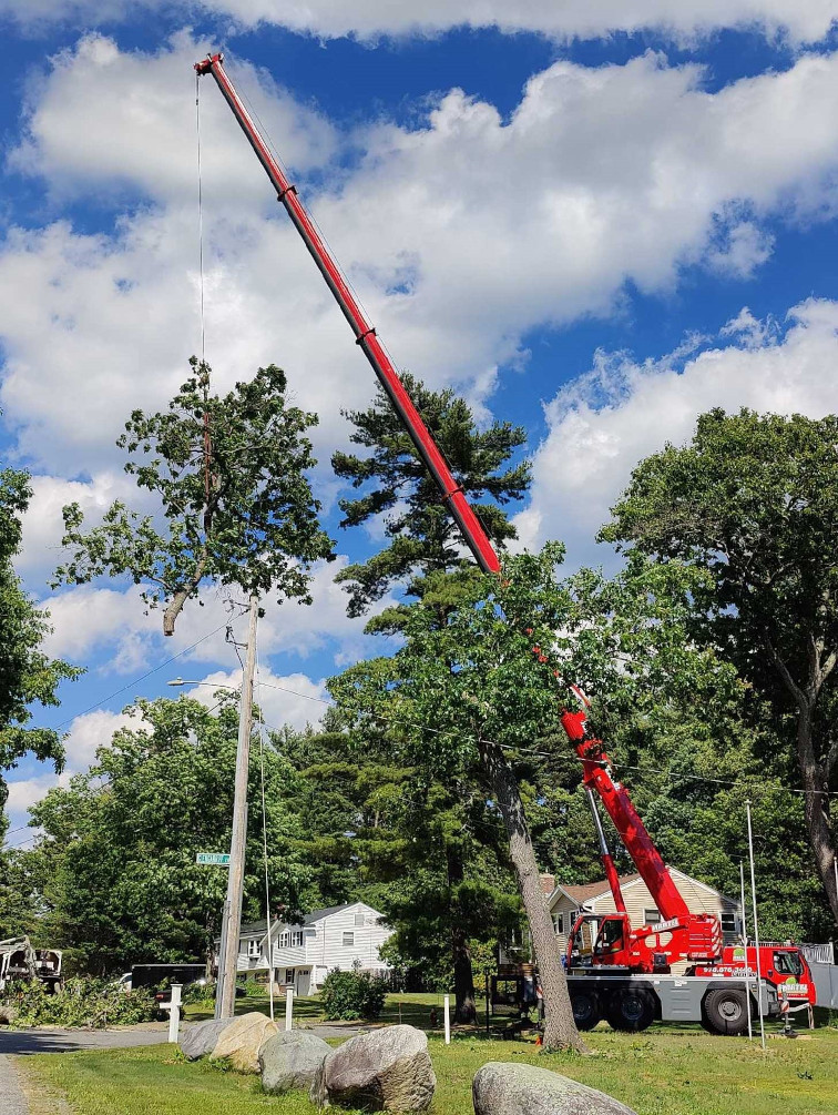 Tree Removal and Tree Service in Tewksbury, MA