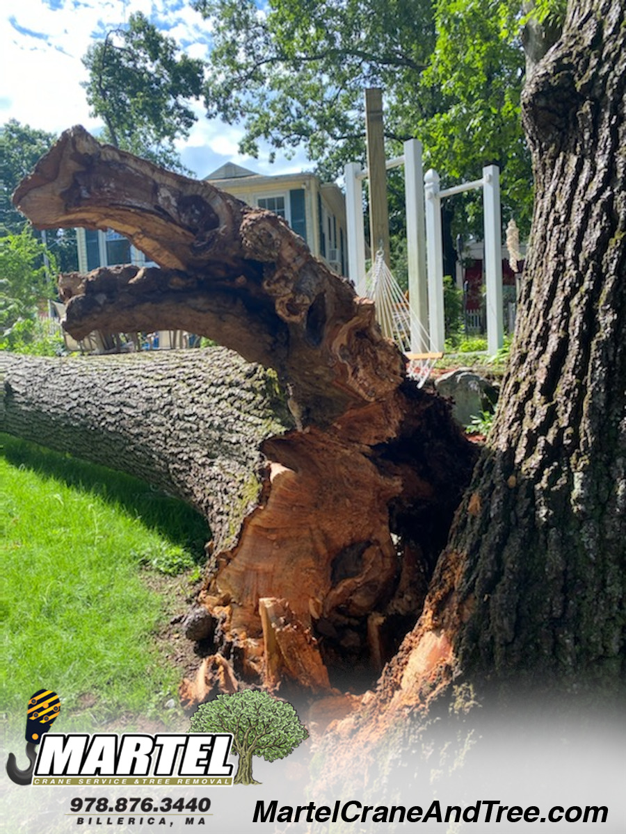 Emergency Tree Removal and Service from a storm in Billerica, MA.