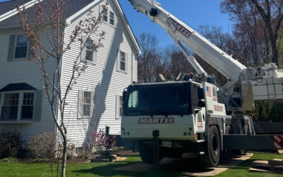 Tree Service & Removal in Bedford, MA