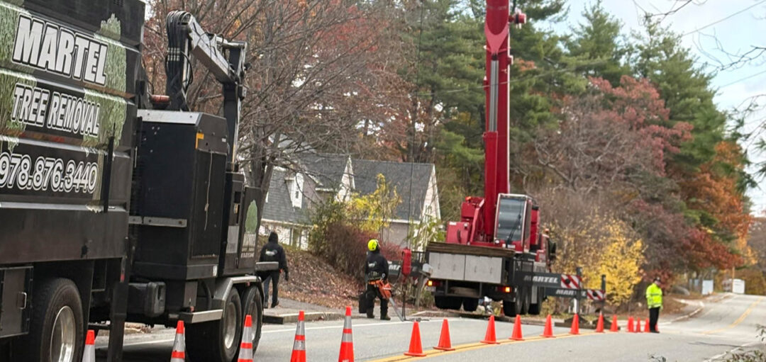Tree Removal Service in Billerica, MA