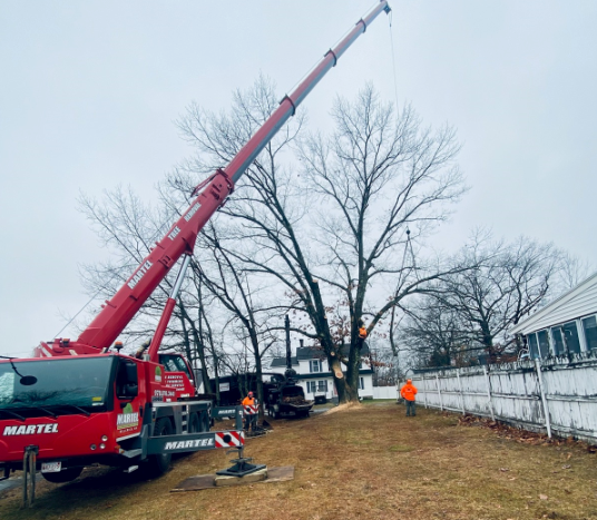 Tree Removal Service in Chelmsford, MA