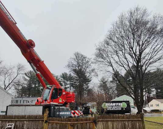 Tree Removal Service in Tewksbury, MA.
