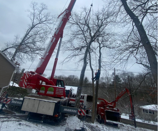 Tree Removal Services in Billerica, MA.