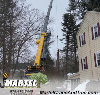 Tree Removal in Burlington