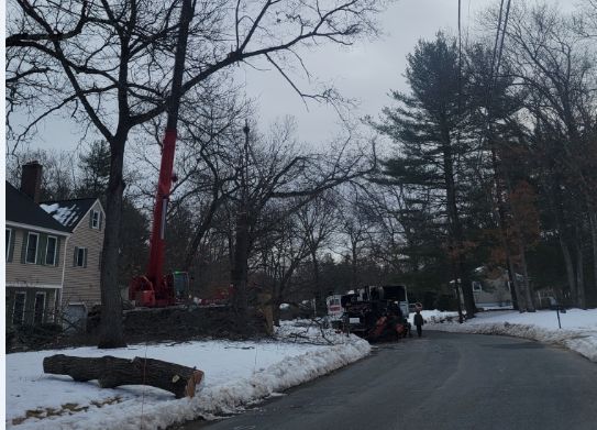 Tree Removal and Crane Service in Westford, MA.