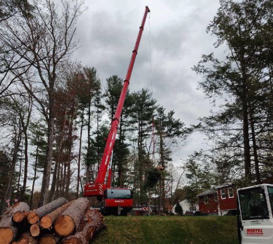 Tree Removal Service in Billerica, MA