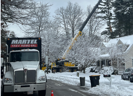 Tree Removal in Westford, MA