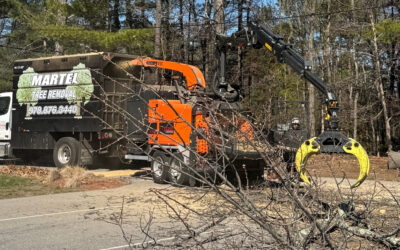 Tree Removal Service in Chelmsford, MA
