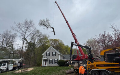 Tree Removal and Crane Service in Chelmsford, MA
