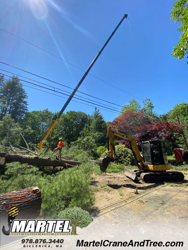 Land clearing in Chelmsford