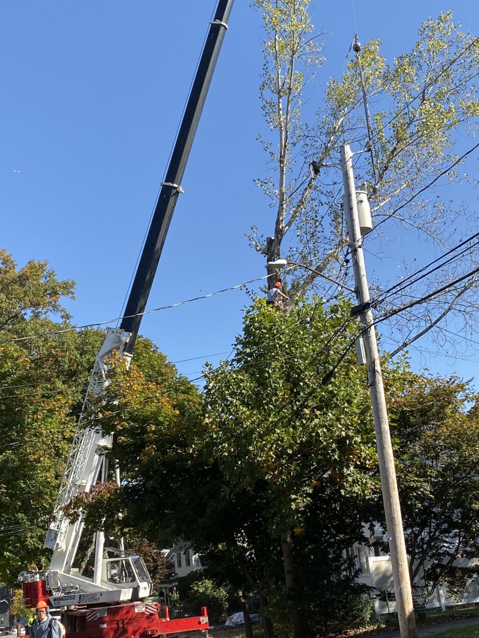 Efficient Large Tree Removal in Arlington, MA by Martel Crane Service & Tree Removal