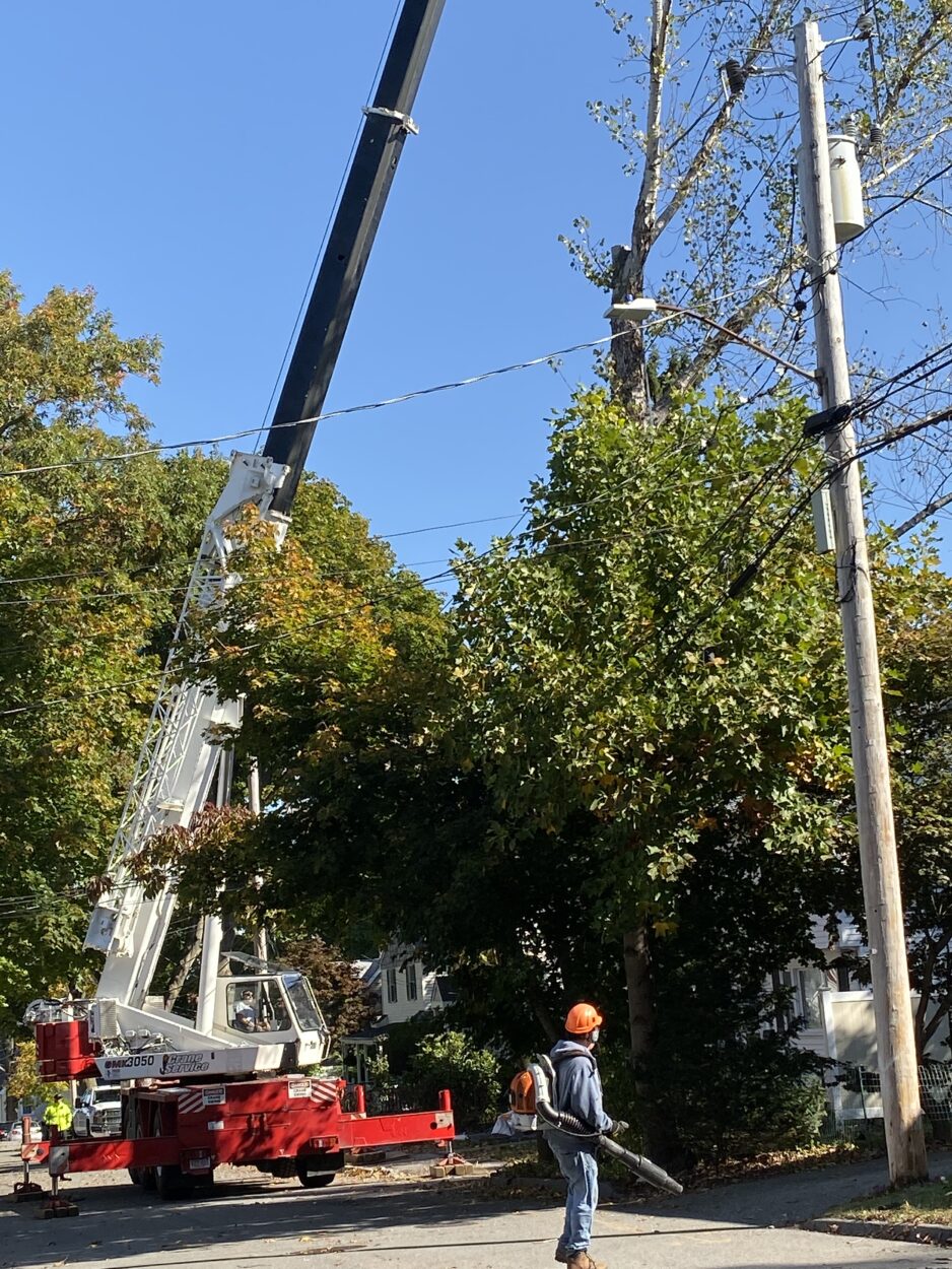 Efficient Large Tree Removal in Arlington, MA by Martel Crane Service & Tree Removal