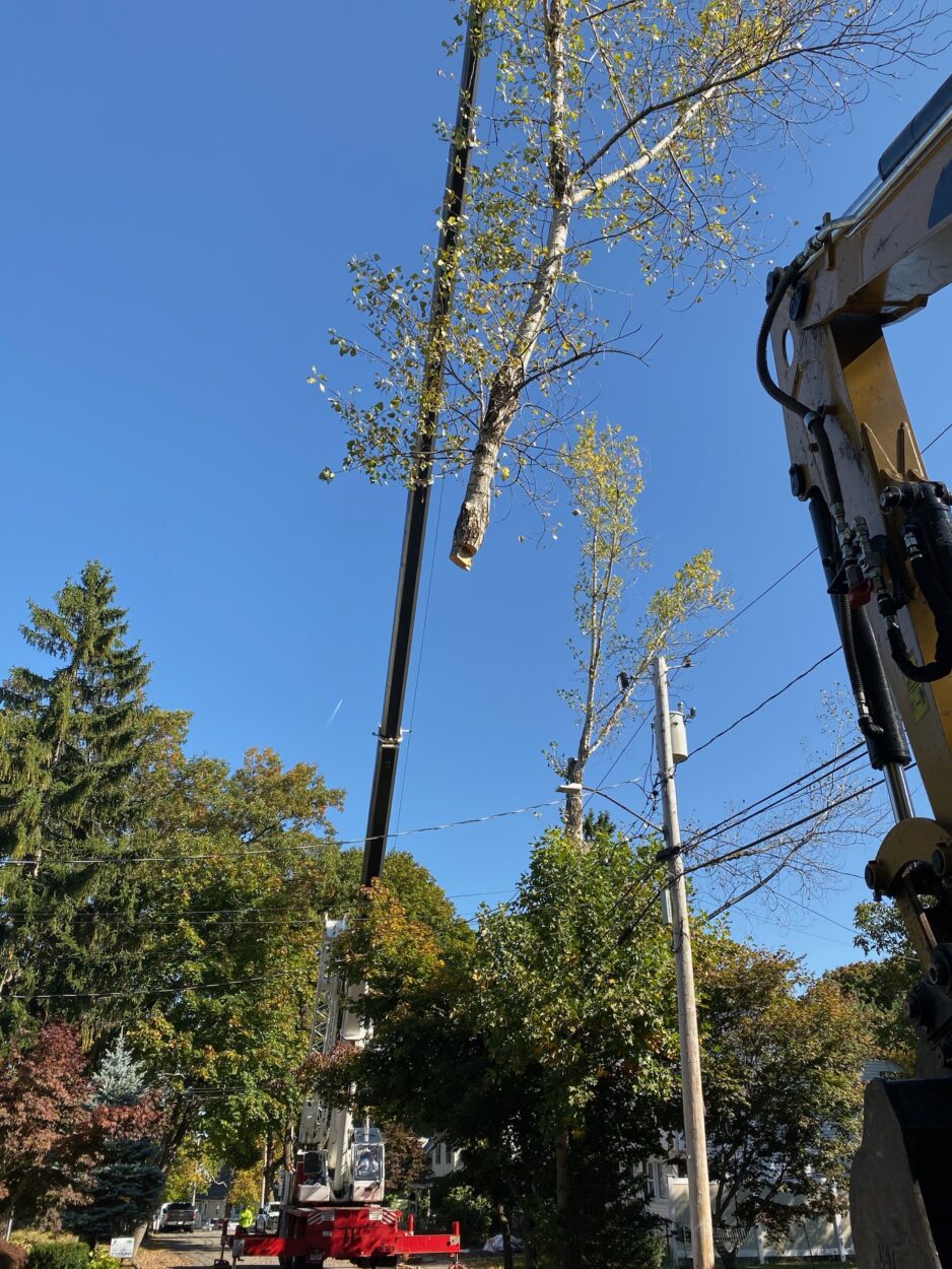 Efficient Large Tree Removal in Arlington, MA by Martel Crane Service & Tree Removal