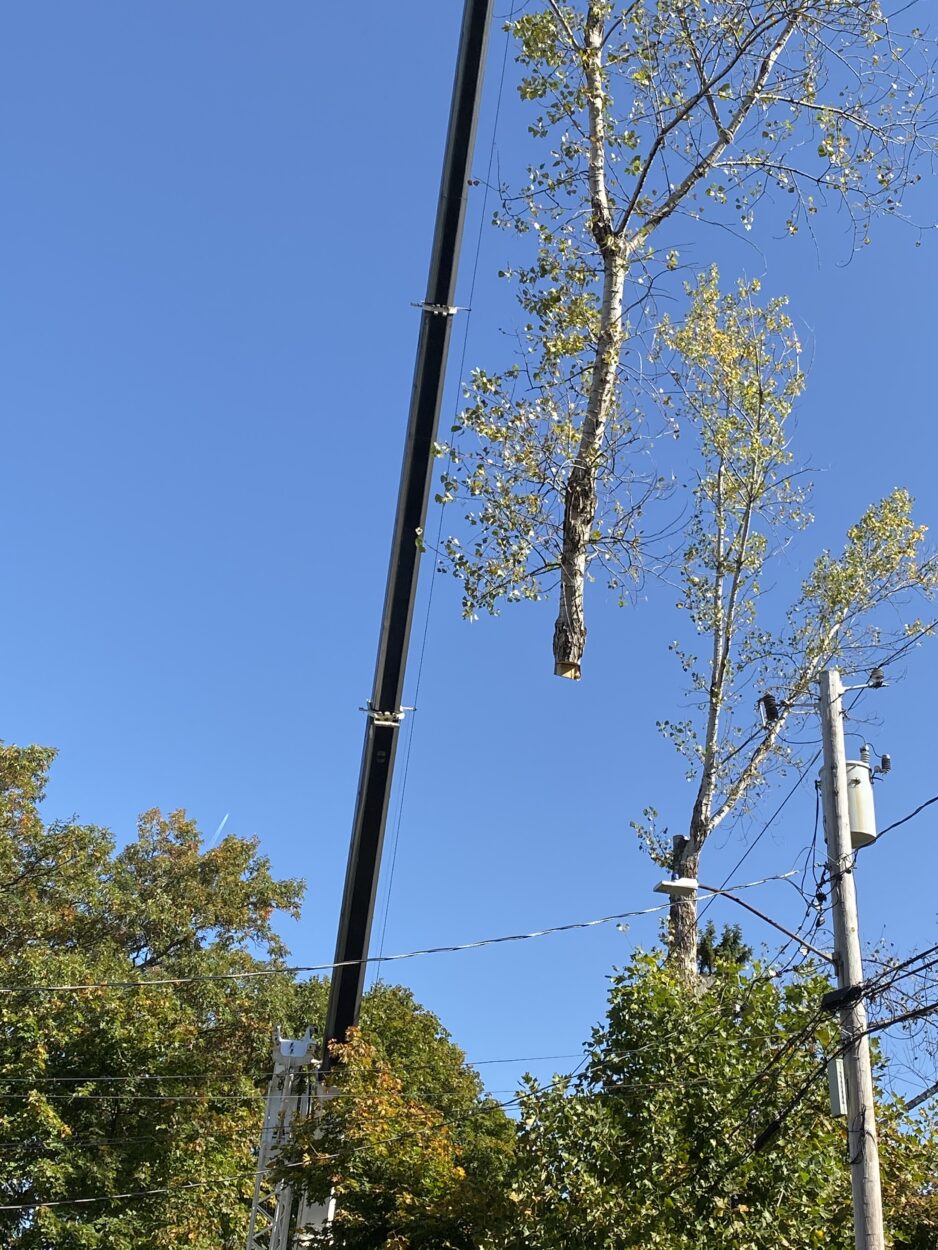 Efficient Large Tree Removal in Arlington, MA by Martel Crane Service & Tree Removal