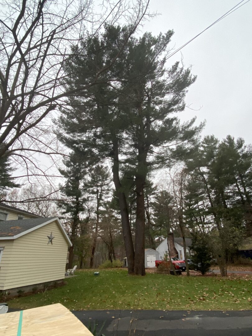 We used the red crane to remove this large pine tree in Billerica, MA