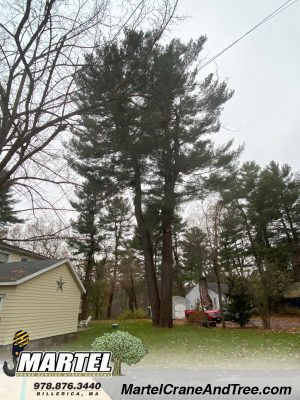 Tree Service / Tree Removal / Crane Work in Billerica, MA