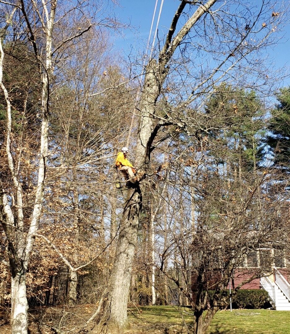 We used a crane and a skilled climber to safely remove a large oak tree in Billerica, MA.