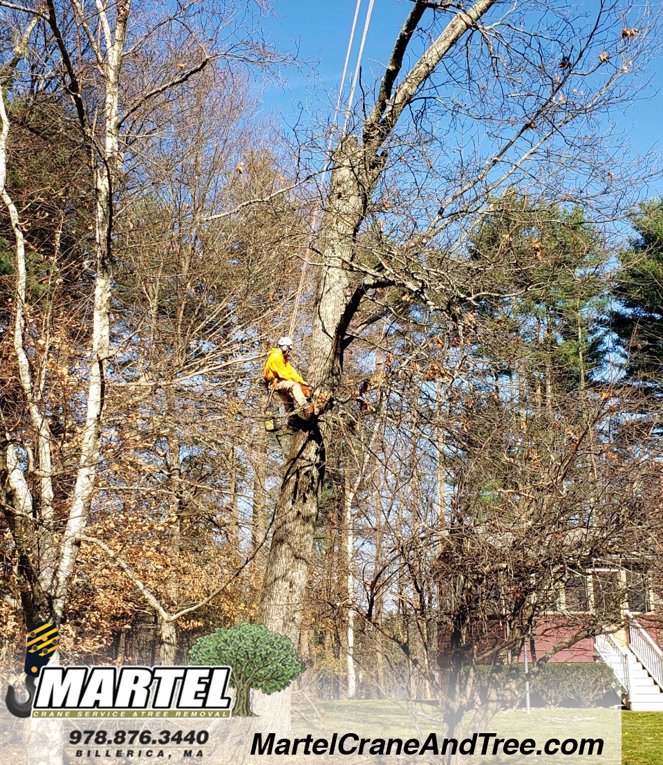 Tree Removal / Tree Service / Crane Rental in Billerica, MA.