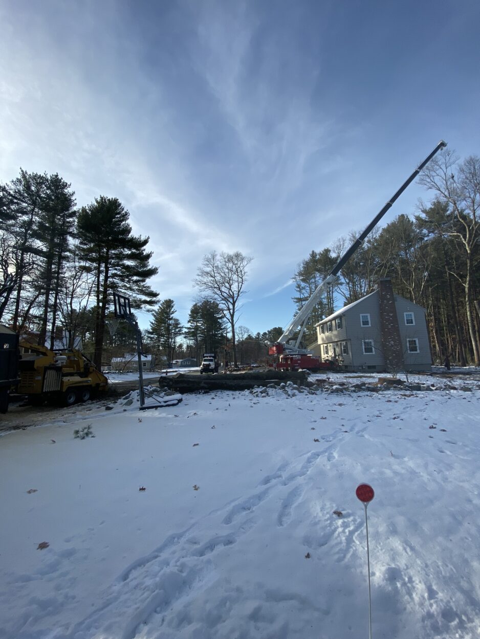 All hands on deck for this huge project to remove over 50 trees in Bedford, MA.