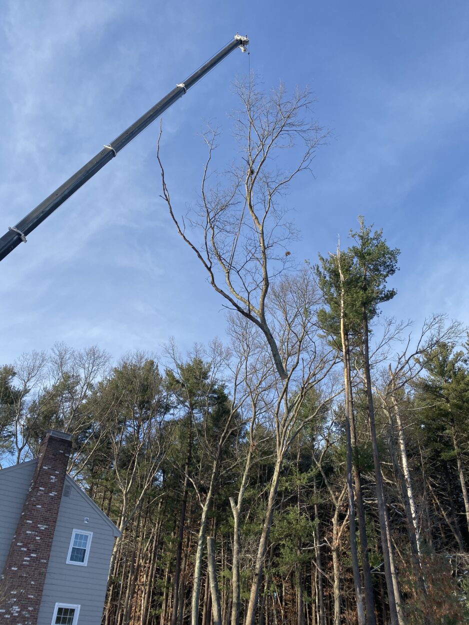 All hands on deck for this huge project to remove over 50 trees in Bedford, MA.
