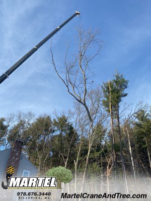 Tree Service / Tree Removal / Yard Expansion in Bedford, MA