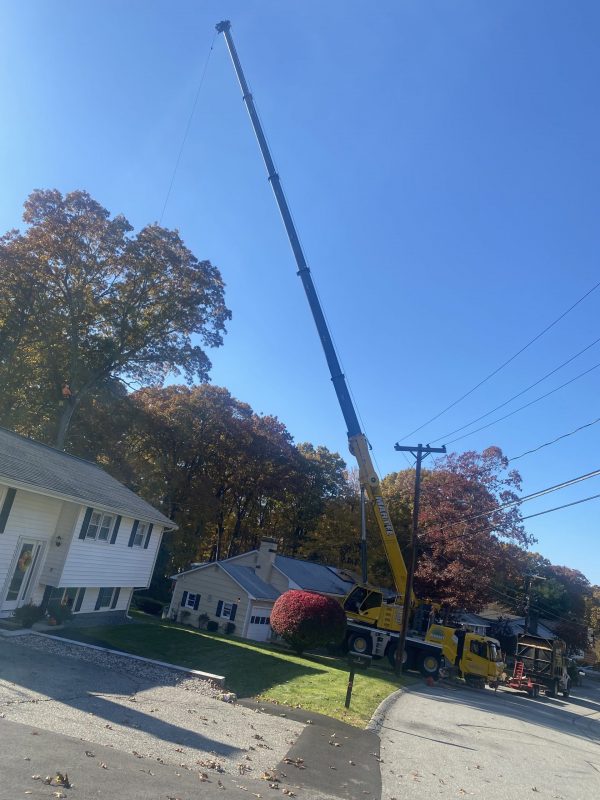 Tree Removal and Tree Service in Burlington, MA