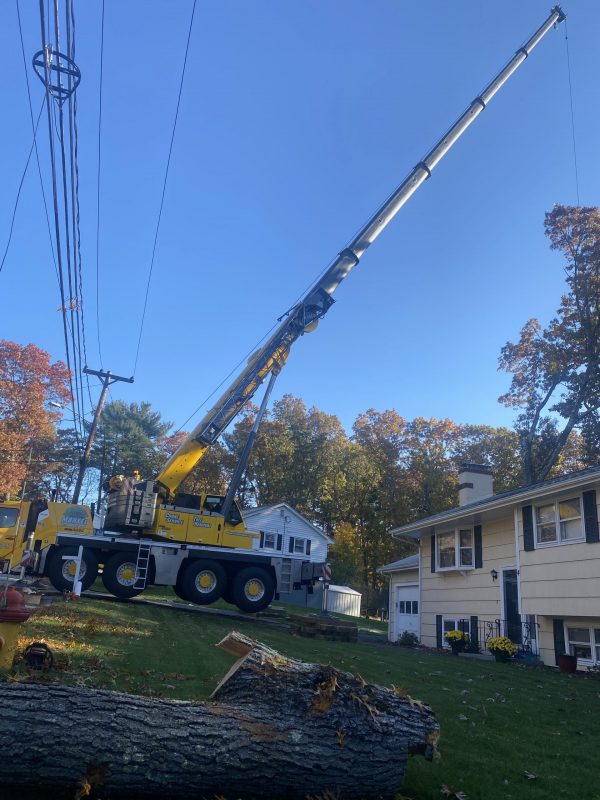 Tree Removal and Tree Service in Burlington, MA